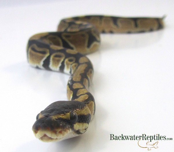 Ball Python Care 89