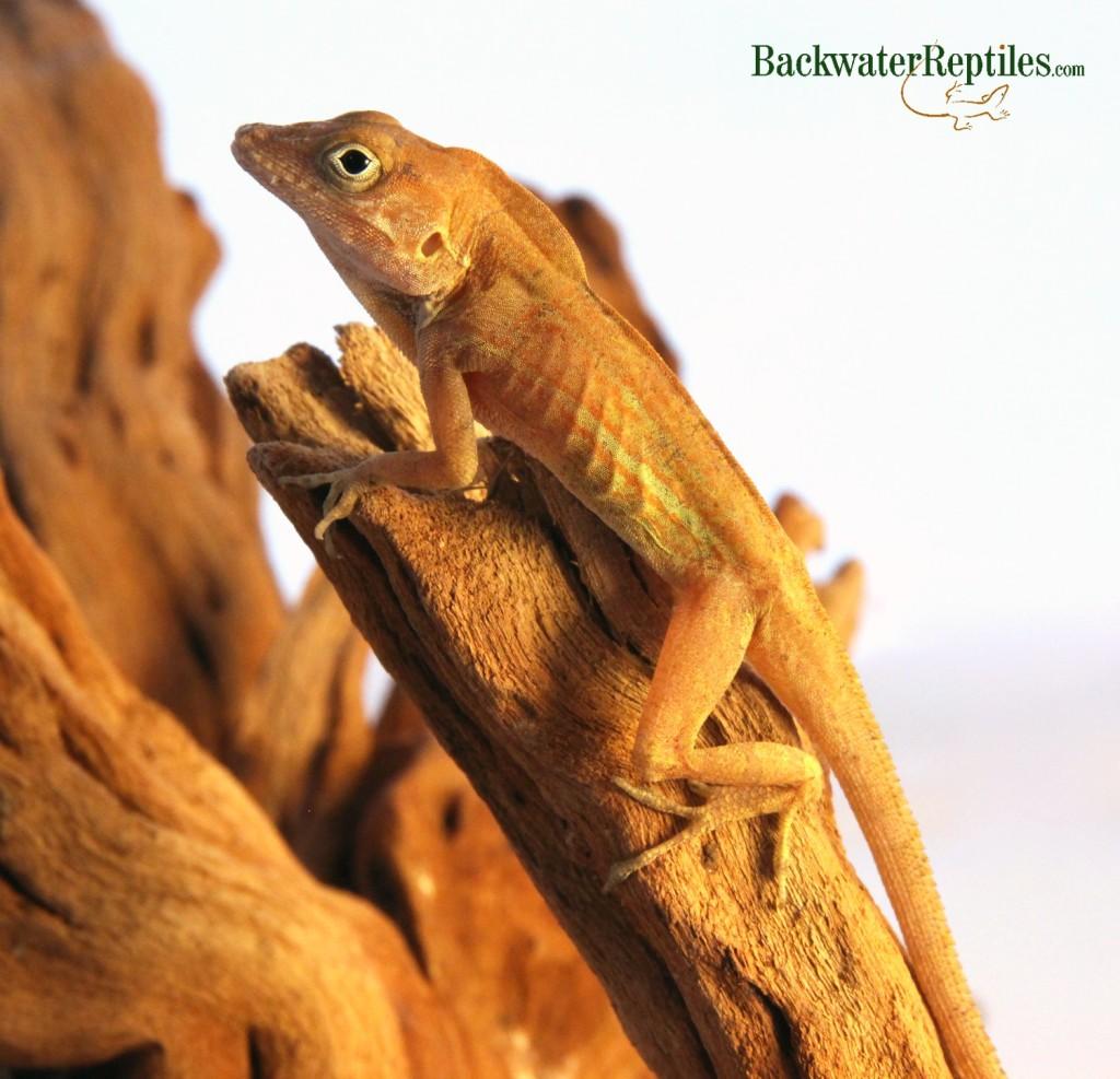 Best Pet Anole Lizards