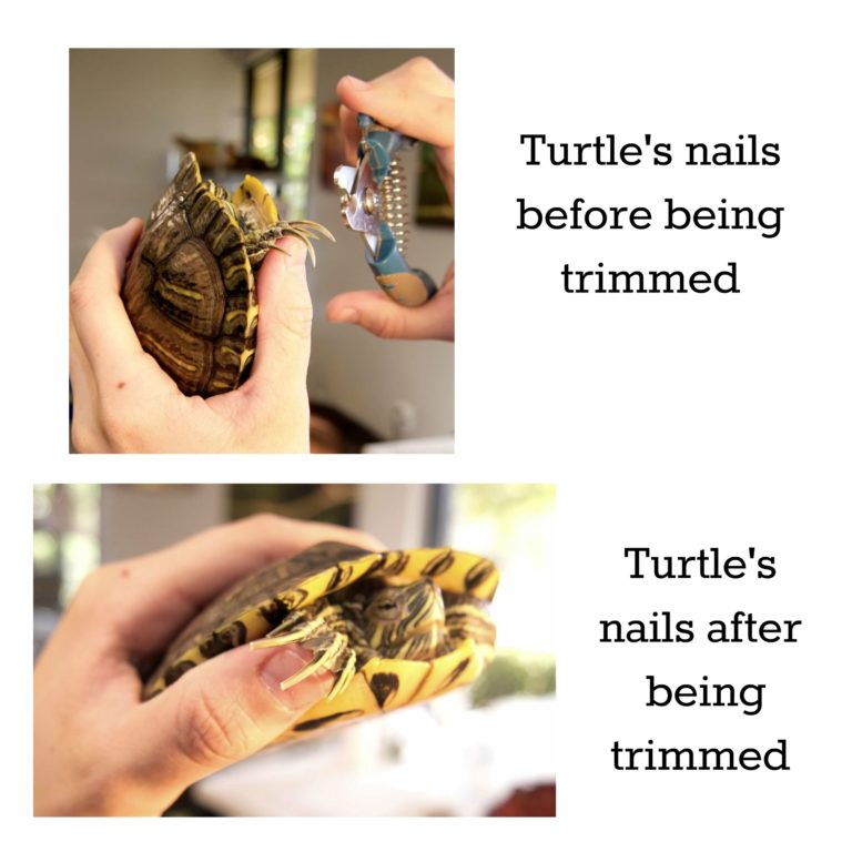 How To Trim Your Tortoises Beak And Nails Backwater Reptiles Blog