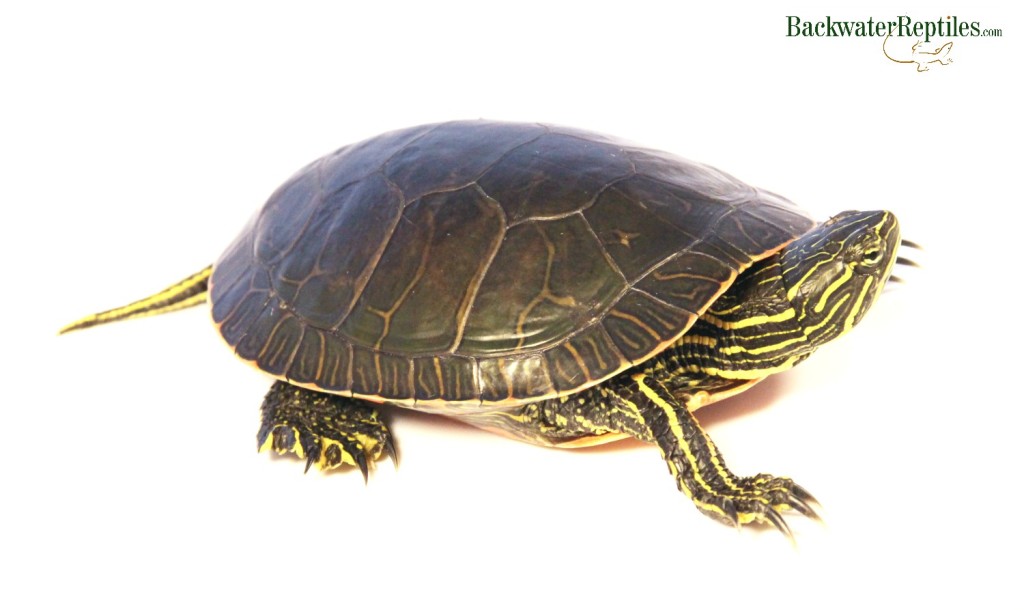 Western Painted Turtle Care