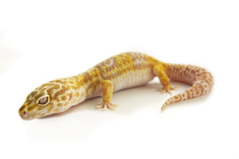 albino leopard gecko