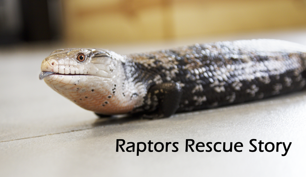 blue tongue skink rescue