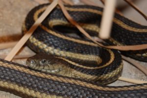 giant garter snake