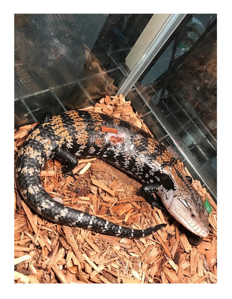 healing blue tongue skink