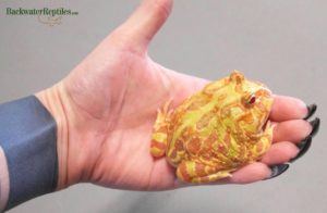 adult albino pacman frog