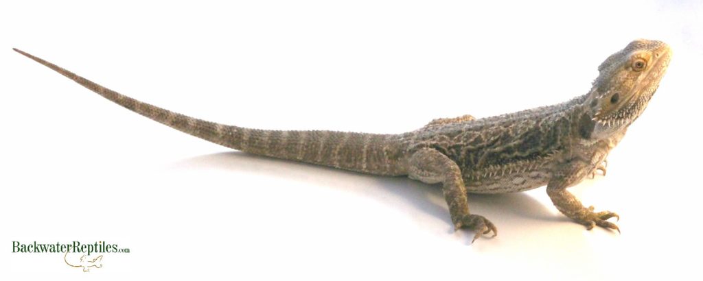 adult bearded dragon