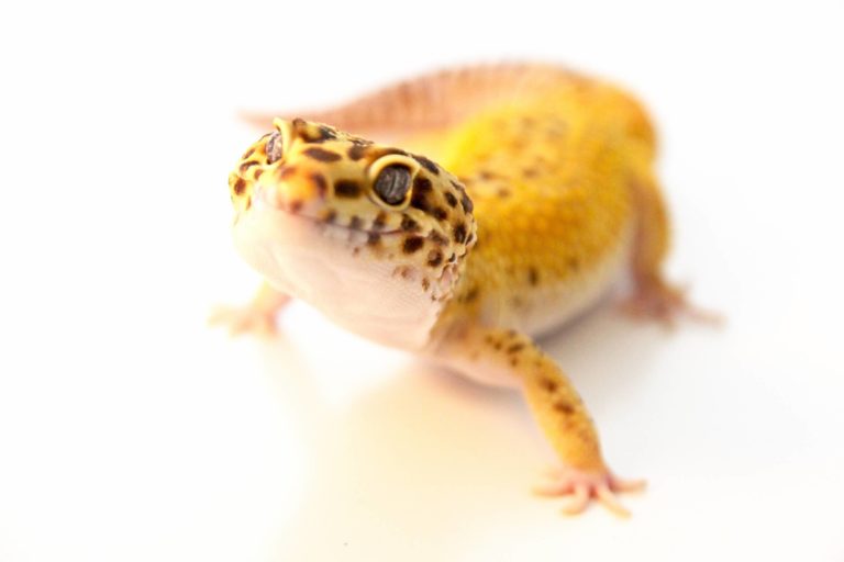 adult leopard gecko