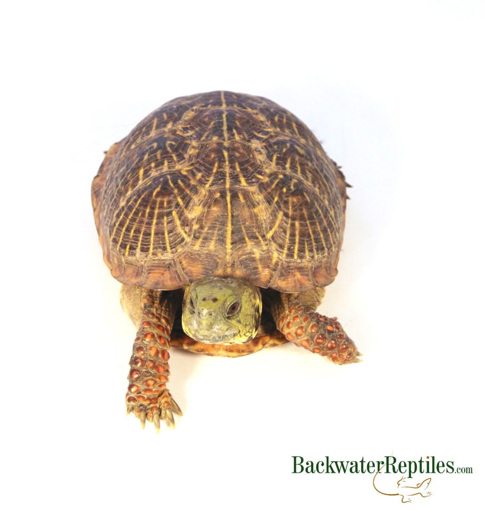 adult ornate box turtle