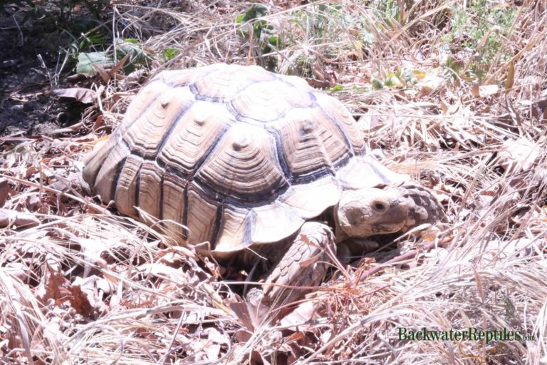 adult sulcata tortoise