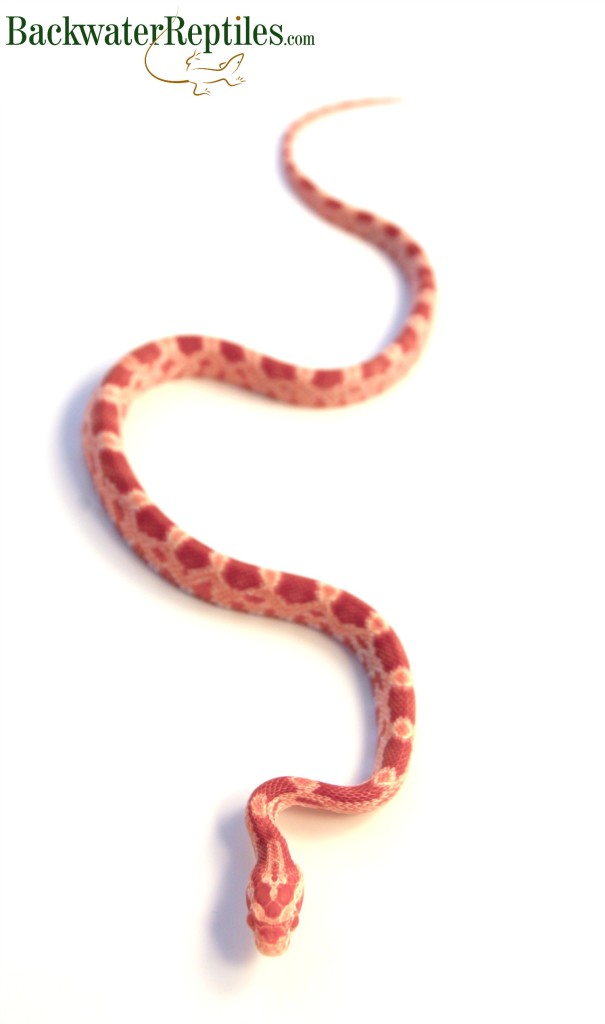 Amelanistic Corn Snake