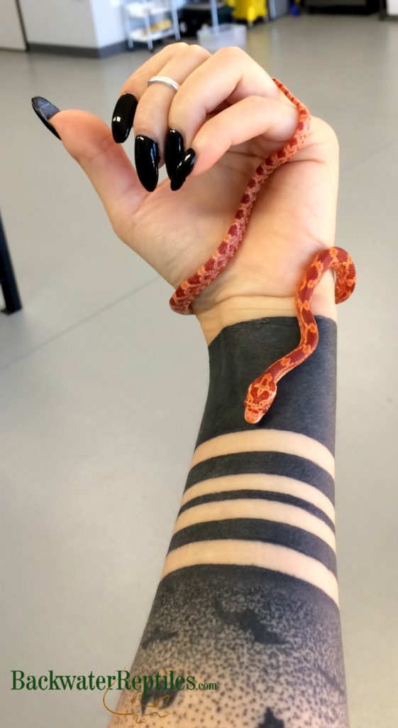 albino cornsnake