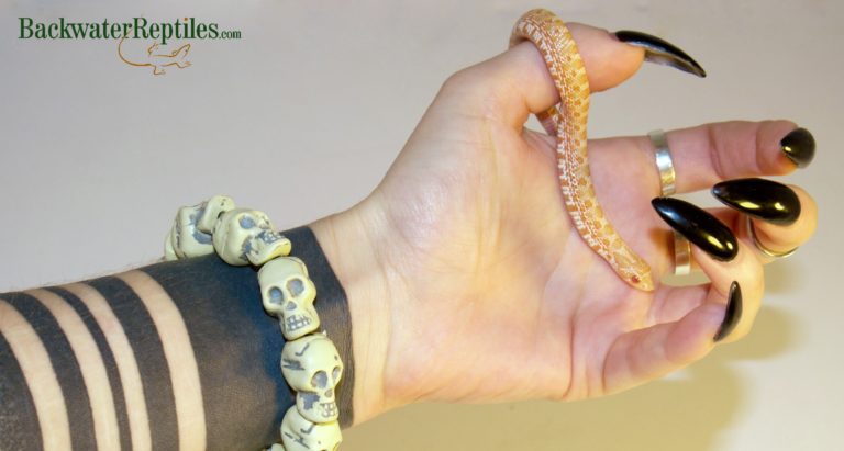 albino hognose snake baby