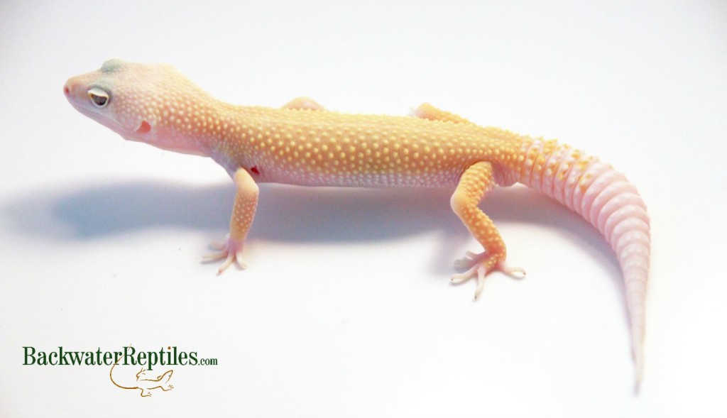 albino leucistic leopard gecko