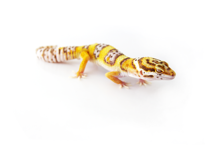 albino leopard gecko morph