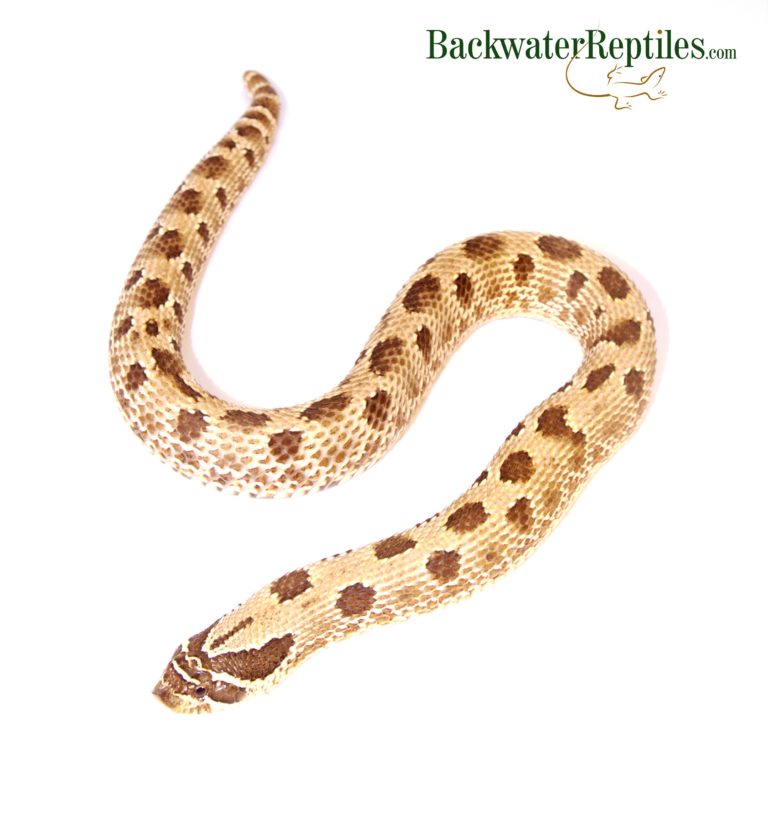 anaconda hognose snake 