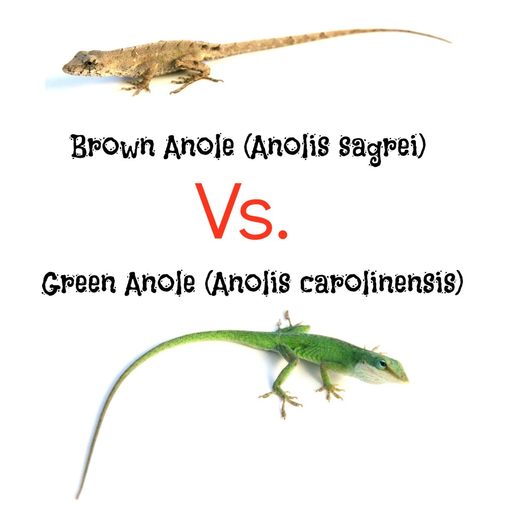 Green Anole vs. Brown Anole