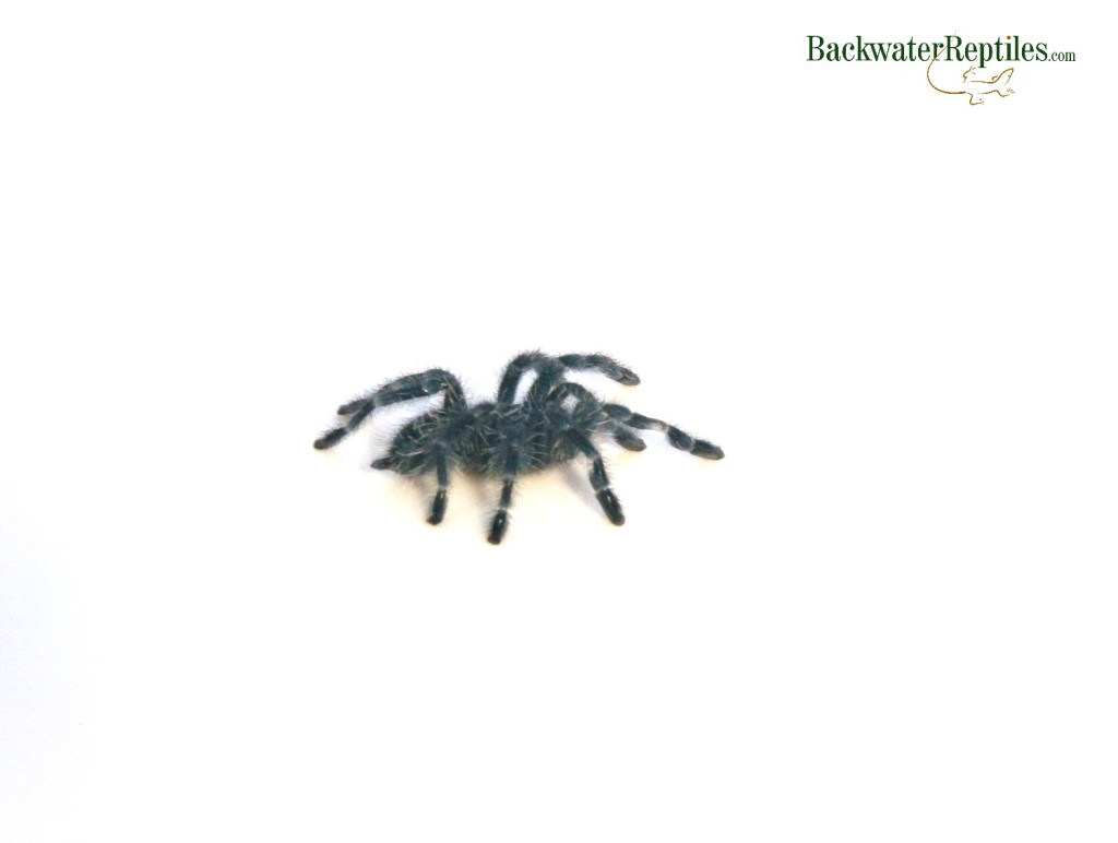 antilles pink toe tarantula