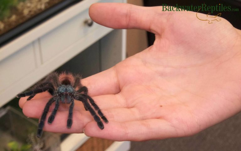 antilles pink toe tarantula