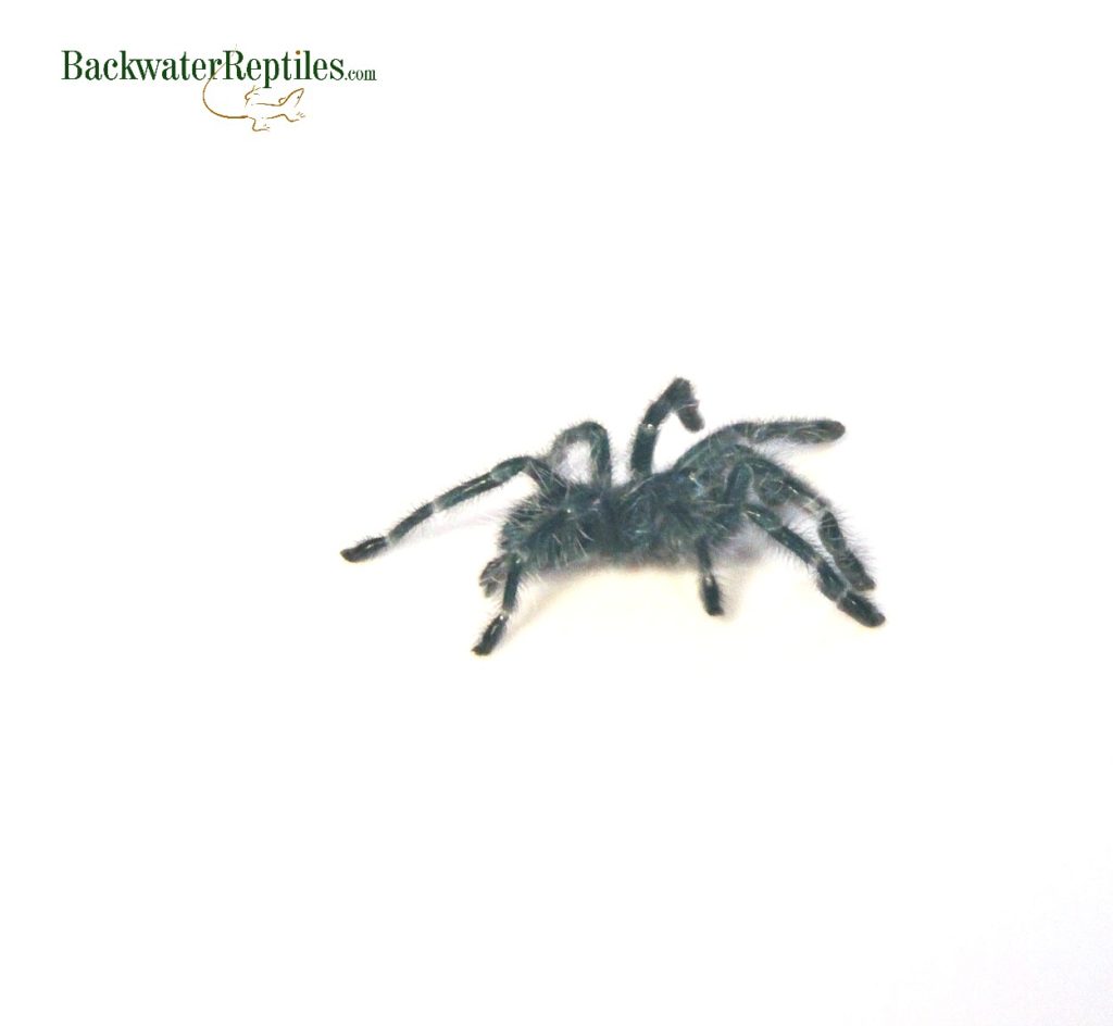 antilles pink toe tarantula spiderling