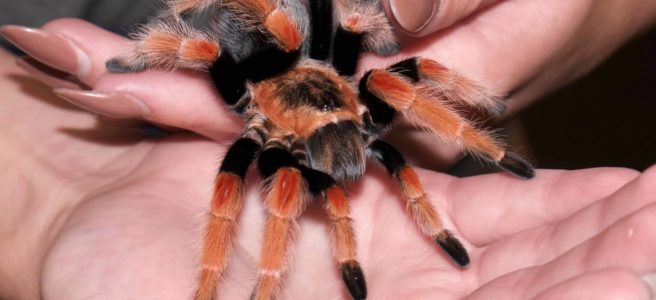 are tarantulas good pets