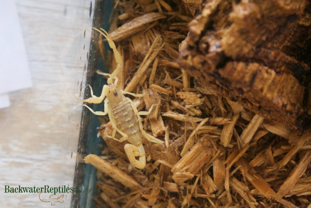 wood shavings as substrate