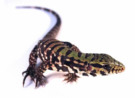 baby argentine black and white tegu