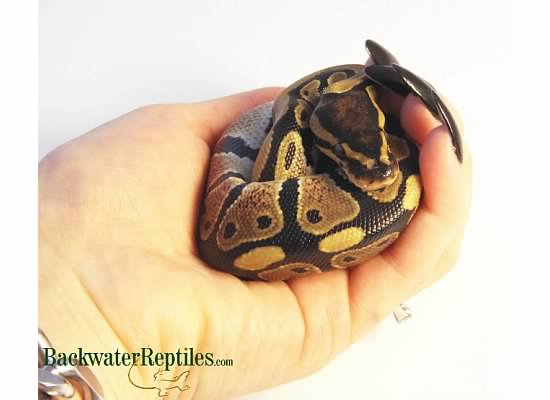 baby ball python