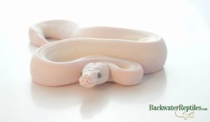 ball python