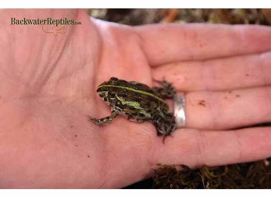 Baby Pixie Frog