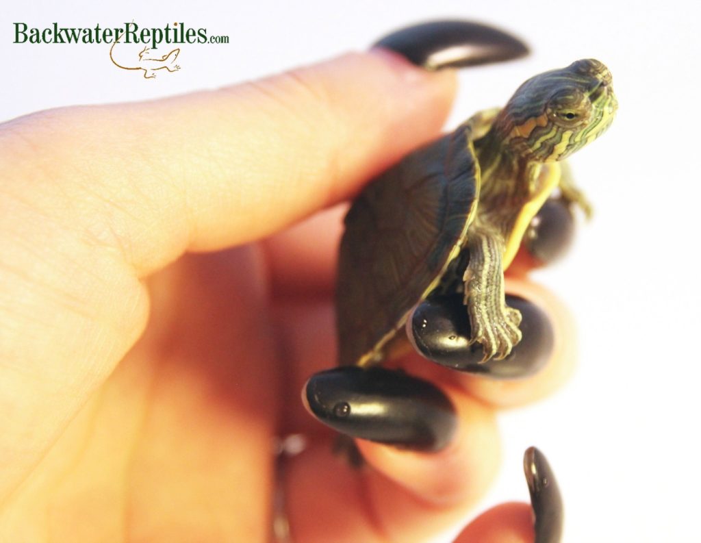 baby red ear slider