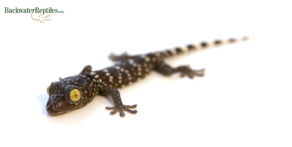 baby tokay gecko