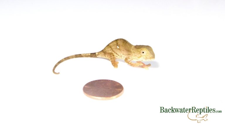 baby yellow lip parsons chameleon