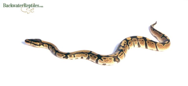 ball python