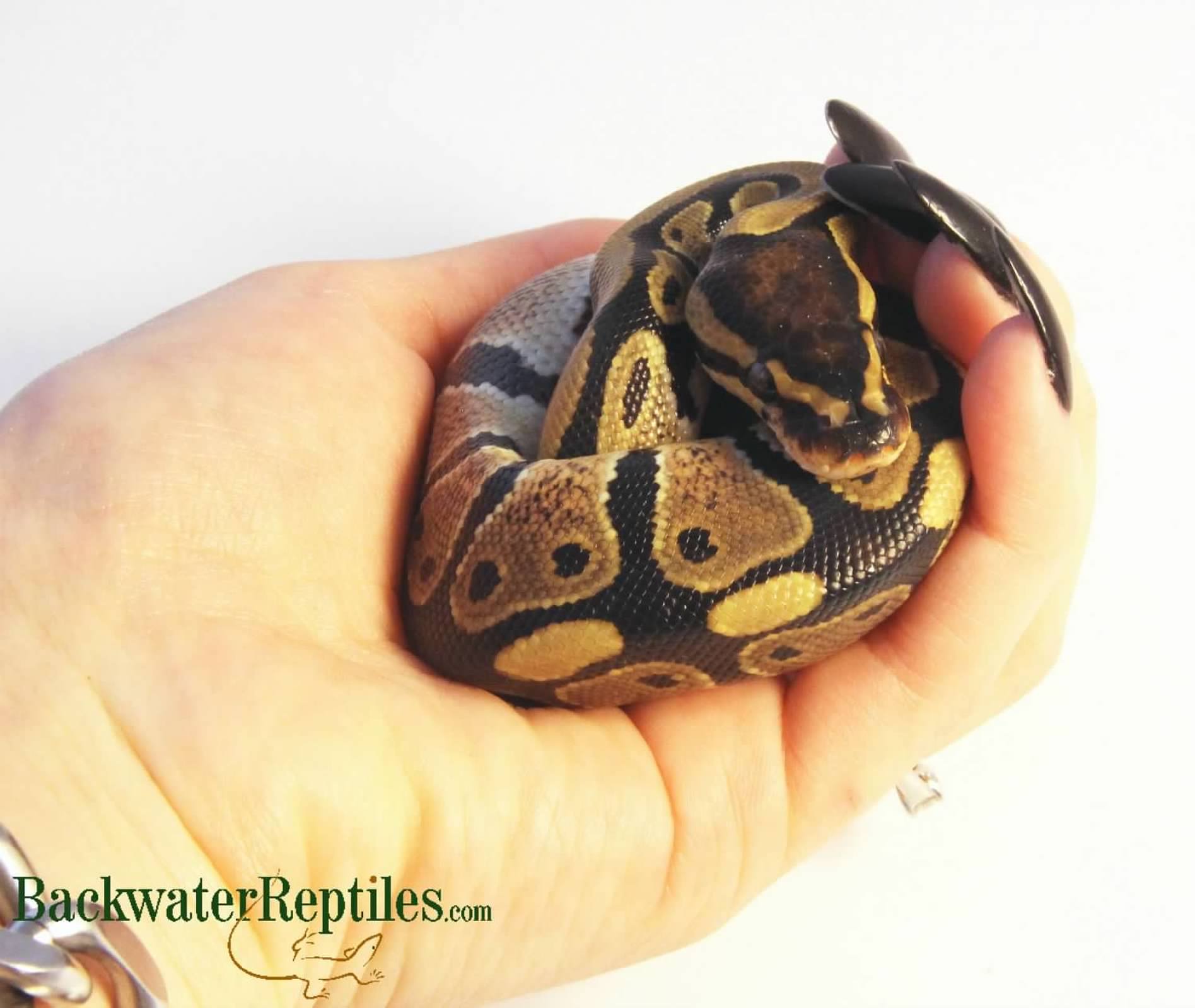 ball python being held