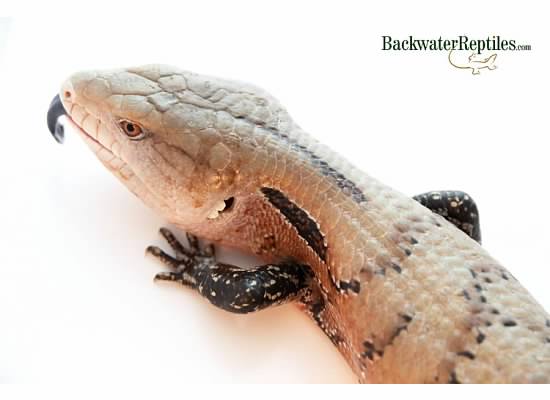 The best pet skinks