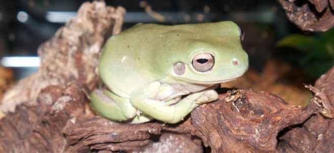 best pet tree frogs