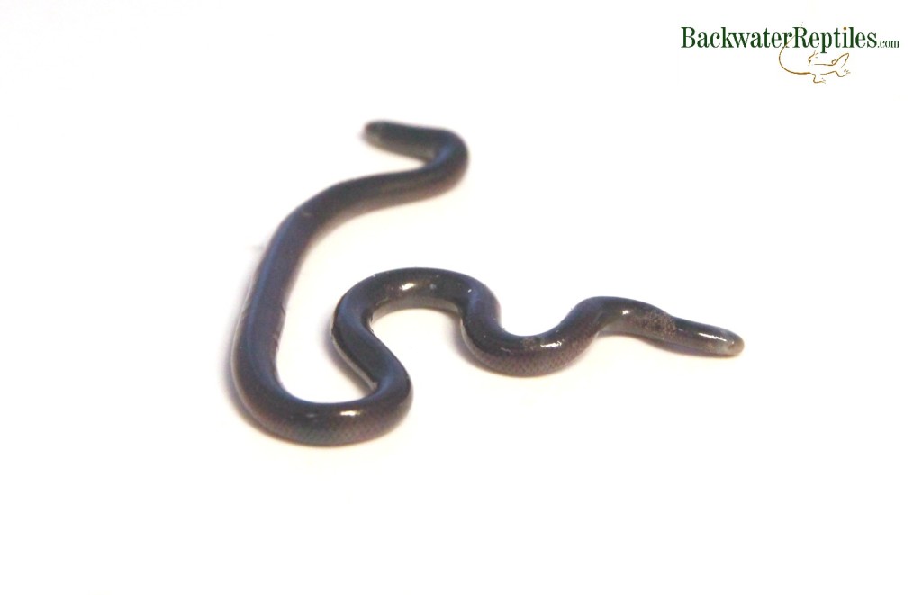 bimini blind snake care