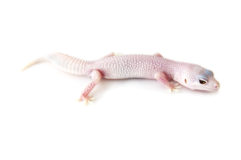 blazing blizzard leopard gecko morph