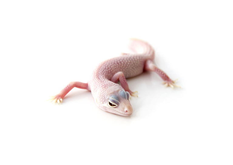 blazing blizzard leopard gecko