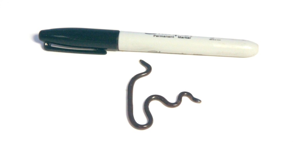 blind snake