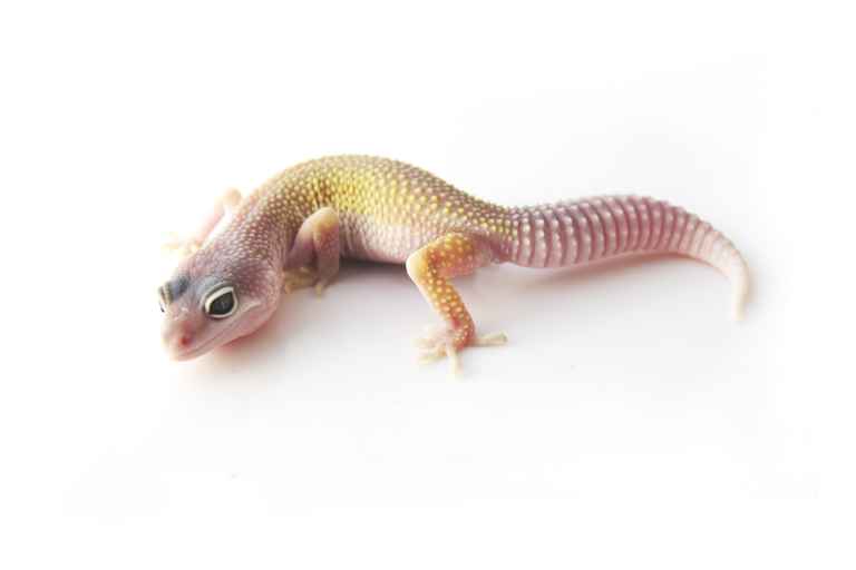 blizzard leopard gecko