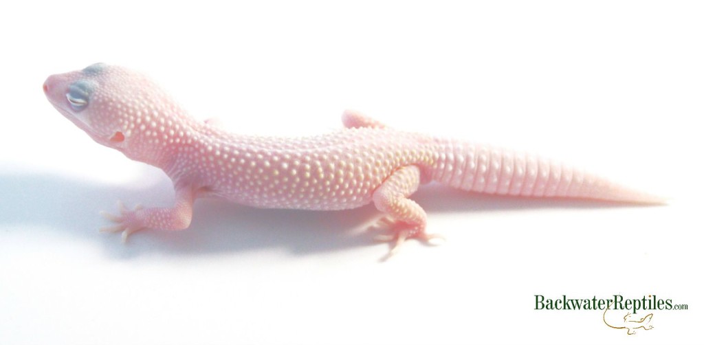 blazing blizzard leopard gecko