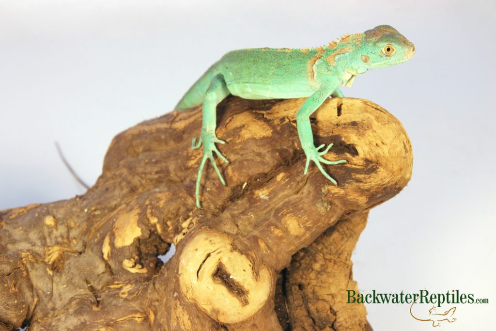 blue axanthic iguana