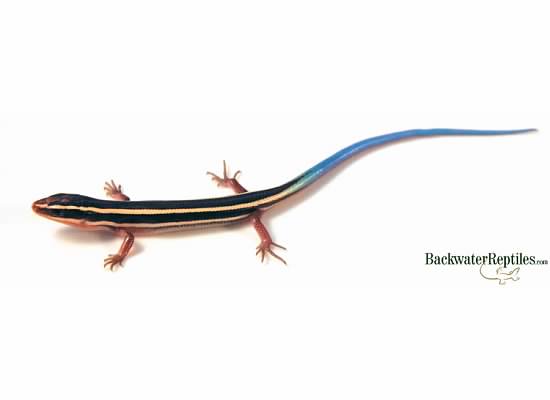 blue tail skink