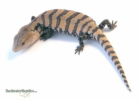 baby blue tongue skink