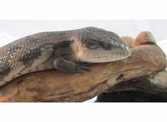 5 Things We Love About Blue Tongue Skinks Backwater Reptiles Blog