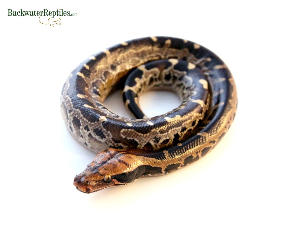 borneo short-tail python