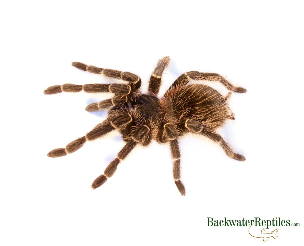 brazilian salmon pink birdeater