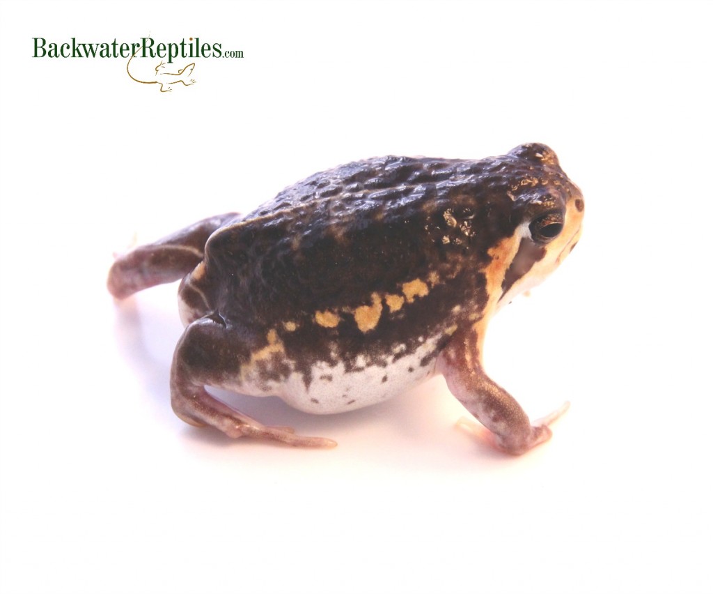 The Grumpy Rain Frog (Breviceps mossambicus) | Backwater Reptiles Blog