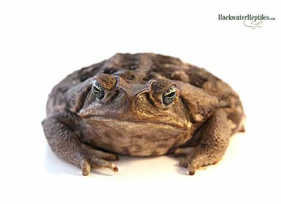 bufo marinus